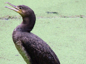 Фото Great cormorant