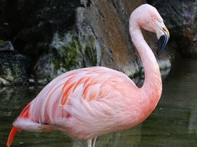Фото Chilean Flamingo