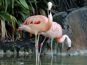 Фото Chilean Flamingo
