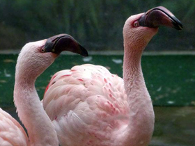 Фото Lesser flamingo