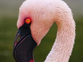 Фото Lesser flamingo