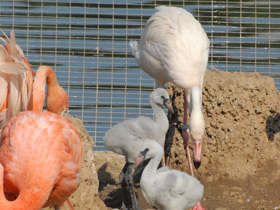 Фото Greater Flamingo
