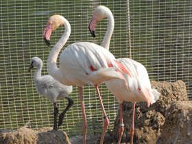 Фото Greater Flamingo