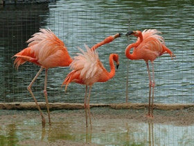 Фото American Flamingo