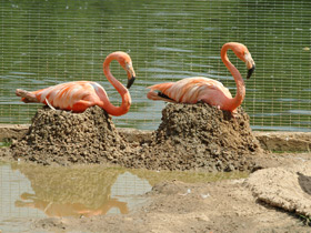 Фото American Flamingo
