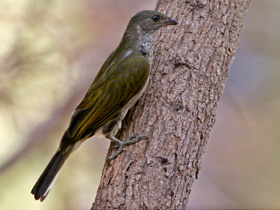 Фото Spotted honeyguide