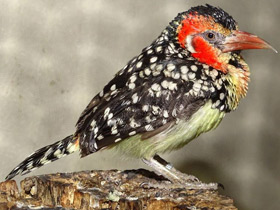 Фото Red-and-yellow barbet