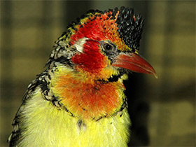 Фото Red-and-yellow barbet