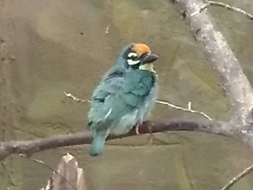 Фото Сoppersmith barbet