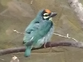 Фото Сoppersmith barbet