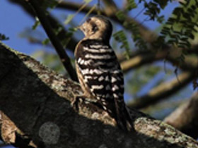 Фото Grey-capped pygmy woodpecker