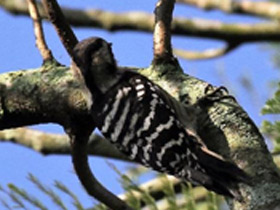 Фото Grey-capped pygmy woodpecker