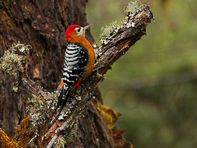 Фото Rufous-bellied woodpecker