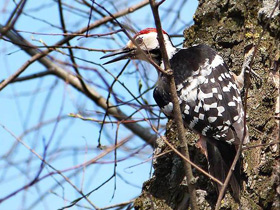 Фото White-backed woodpecker