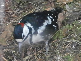 Фото Great spotted woodpecker