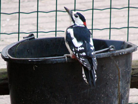 Фото Great spotted woodpecker