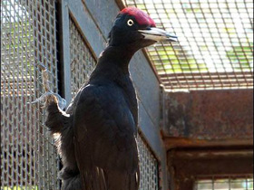 Фото Black woodpecker