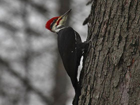 Фото Pileated woodpecker