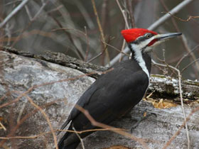 Фото Pileated woodpecker