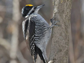 Фото Black-backed woodpecker