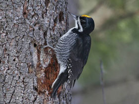 Фото Black-backed woodpecker