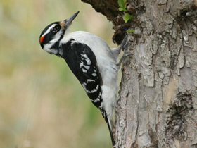 Фото Hairy woodpecker