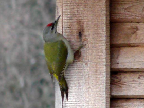 Фото Grey-faced Woodpecker