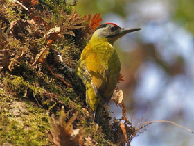Фото Grey-faced Woodpecker