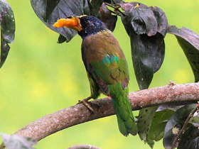 Фото Great barbet