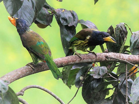 Фото Great barbet