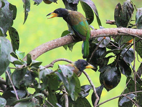 Фото Great barbet