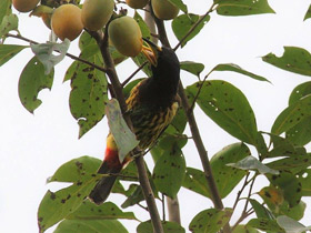 Фото Great barbet