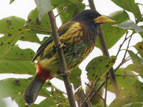 Фото Great barbet