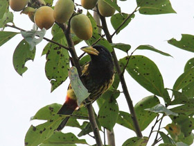 Фото Great barbet