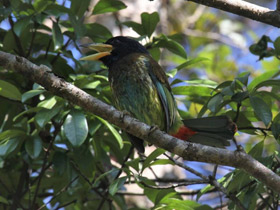 Фото Great barbet