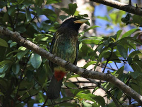 Фото Great barbet