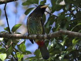 Фото Great barbet