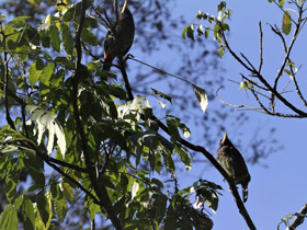 Фото Great barbet