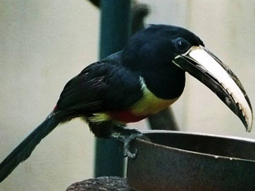 Фото Black-necked aracari