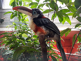 Фото Curl-crested aracari