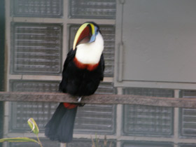 Фото White-throated toucan