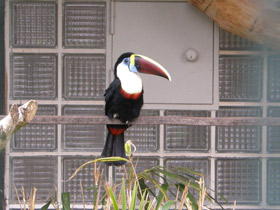 Фото White-throated toucan