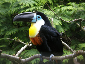Фото Channel-billed toucan