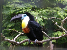 Фото Channel-billed toucan