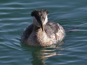 Фото Red-necked grebe