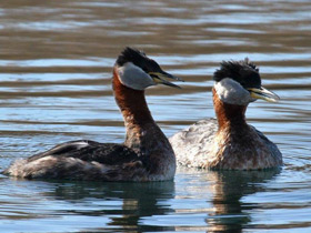 Фото Red-necked grebe