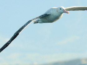 Фото Wandering albatross