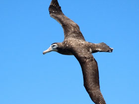 Фото Amsterdam albatross