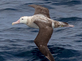 Фото Albatros de Tristán