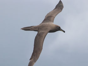 Фото Albatros ahumado